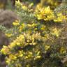 Fotografia 14 da espécie Ulex europaeus subesp. europaeus do Jardim Botânico UTAD