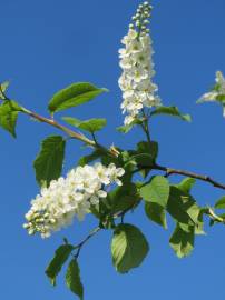 Fotografia da espécie Prunus padus subesp. padus