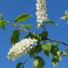 Fotografia 1 da espécie Prunus padus subesp. padus do Jardim Botânico UTAD