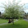 Fotografia 5 da espécie Prunus padus subesp. padus do Jardim Botânico UTAD