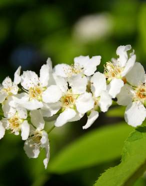 Fotografia 6 da espécie Prunus padus subesp. padus no Jardim Botânico UTAD