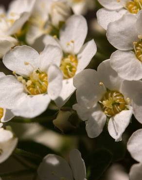 Fotografia 7 da espécie Prunus padus subesp. padus no Jardim Botânico UTAD