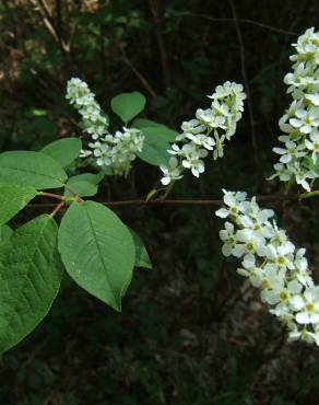 Fotografia 8 da espécie Prunus padus subesp. padus no Jardim Botânico UTAD