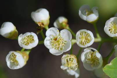 Fotografia da espécie Prunus padus subesp. padus