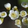 Fotografia 9 da espécie Prunus padus subesp. padus do Jardim Botânico UTAD