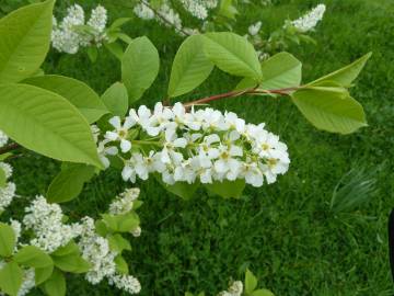 Fotografia da espécie Prunus padus subesp. padus