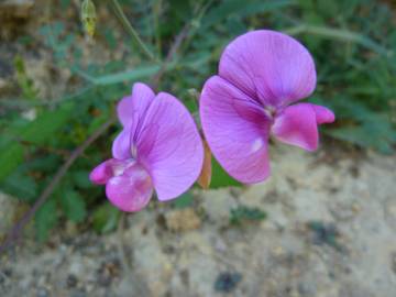 Fotografia da espécie Pisum sativum subesp. sativum