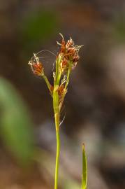 Fotografia da espécie Luzula multiflora