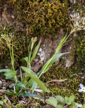 Fotografia 3 da espécie Luzula multiflora no Jardim Botânico UTAD