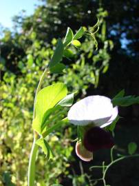 Fotografia da espécie Pisum sativum subesp. sativum