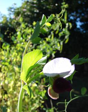 Fotografia 3 da espécie Pisum sativum subesp. sativum no Jardim Botânico UTAD