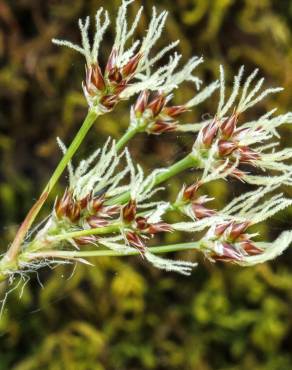 Fotografia 4 da espécie Luzula multiflora no Jardim Botânico UTAD