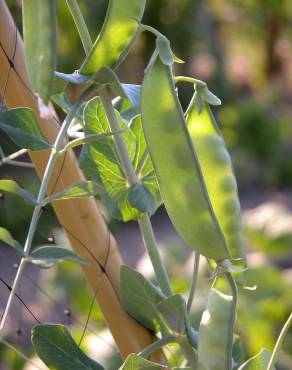 Fotografia 5 da espécie Pisum sativum subesp. sativum no Jardim Botânico UTAD