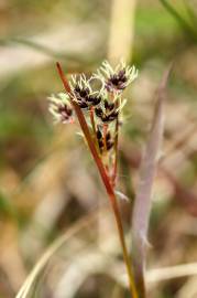 Fotografia da espécie Luzula multiflora