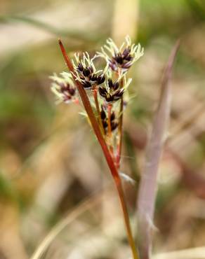 Fotografia 6 da espécie Luzula multiflora no Jardim Botânico UTAD