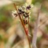 Fotografia 6 da espécie Luzula multiflora do Jardim Botânico UTAD