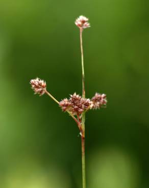 Fotografia 7 da espécie Luzula multiflora no Jardim Botânico UTAD