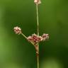 Fotografia 7 da espécie Luzula multiflora do Jardim Botânico UTAD