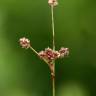 Fotografia 7 da espécie Luzula multiflora do Jardim Botânico UTAD