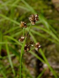 Fotografia da espécie Luzula multiflora