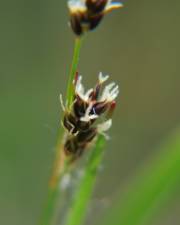 Fotografia da espécie Luzula multiflora