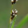 Fotografia 1 da espécie Luzula multiflora do Jardim Botânico UTAD