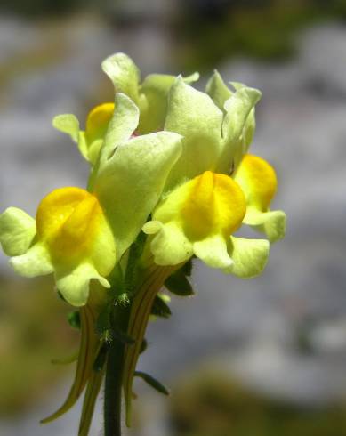 Fotografia de capa Linaria supina subesp. supina - do Jardim Botânico