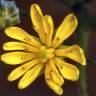 Fotografia 5 da espécie Crepis capillaris var. capillaris do Jardim Botânico UTAD