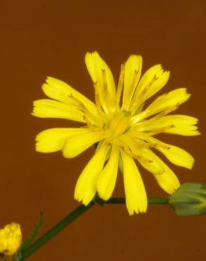 Fotografia 6 da espécie Crepis capillaris var. capillaris no Jardim Botânico UTAD