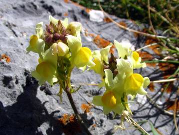 Fotografia da espécie Linaria supina subesp. supina