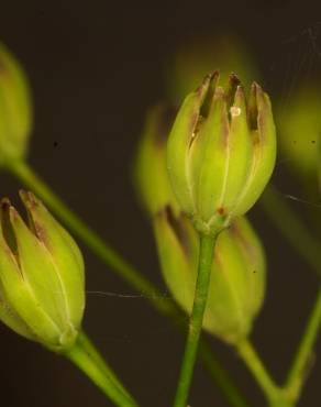 Fotografia 7 da espécie Crepis capillaris var. capillaris no Jardim Botânico UTAD