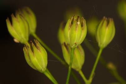 Fotografia da espécie Crepis capillaris var. capillaris