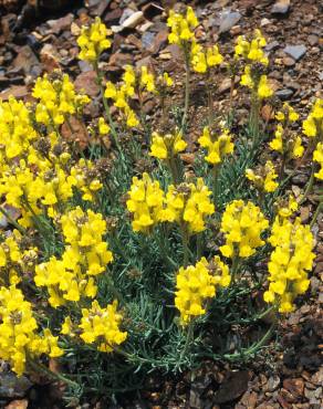 Fotografia 3 da espécie Linaria supina subesp. supina no Jardim Botânico UTAD