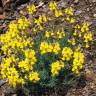 Fotografia 3 da espécie Linaria supina subesp. supina do Jardim Botânico UTAD