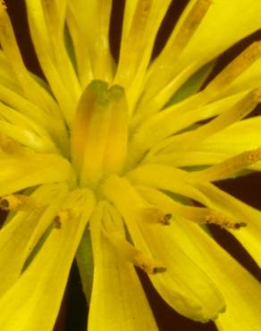 Fotografia 8 da espécie Crepis capillaris var. capillaris no Jardim Botânico UTAD