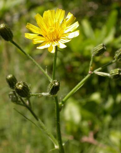 Fotografia de capa Crepis capillaris var. capillaris - do Jardim Botânico