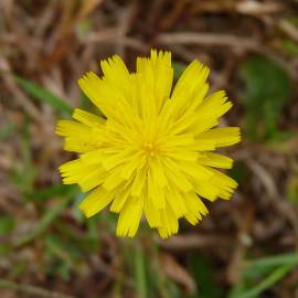 Fotografia da espécie Crepis capillaris var. capillaris