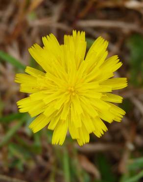 Fotografia 9 da espécie Crepis capillaris var. capillaris no Jardim Botânico UTAD