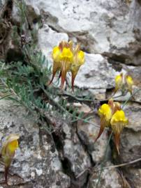 Fotografia da espécie Linaria supina subesp. supina