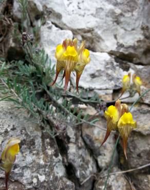 Fotografia 5 da espécie Linaria supina subesp. supina no Jardim Botânico UTAD