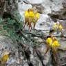 Fotografia 5 da espécie Linaria supina subesp. supina do Jardim Botânico UTAD