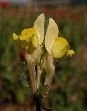 Fotografia 6 da espécie Linaria supina subesp. supina no Jardim Botânico UTAD