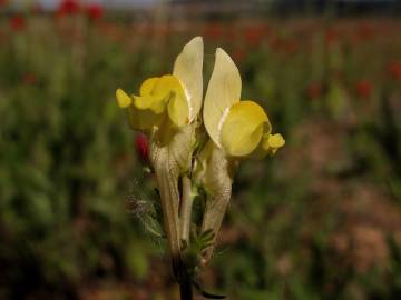 Fotografia da espécie Linaria supina subesp. supina