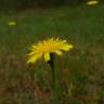 Fotografia 10 da espécie Crepis capillaris var. capillaris do Jardim Botânico UTAD