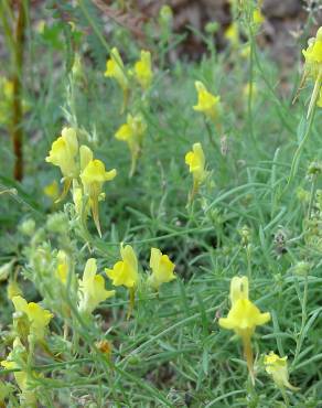 Fotografia 7 da espécie Linaria supina subesp. supina no Jardim Botânico UTAD