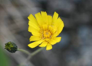 Fotografia da espécie Crepis capillaris var. capillaris