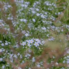 Fotografia da espécie Myosotis arvensis subesp. arvensis