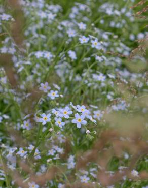 Fotografia 3 da espécie Myosotis arvensis subesp. arvensis no Jardim Botânico UTAD