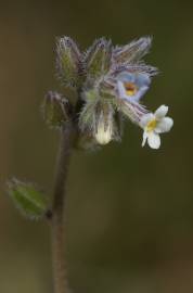 Fotografia da espécie Myosotis arvensis subesp. arvensis