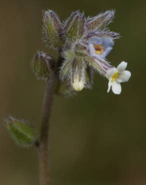 Fotografia 5 da espécie Myosotis arvensis subesp. arvensis no Jardim Botânico UTAD